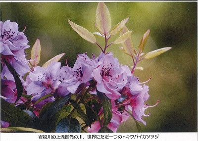 トキワバイカツツジ